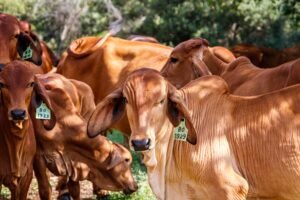 Exportação de Carne Bovina do Brasil Atinge Recorde em Maio